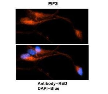 EIF3I Rabbit Polyclonal Antibody