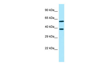 EIF3I Rabbit Polyclonal Antibody