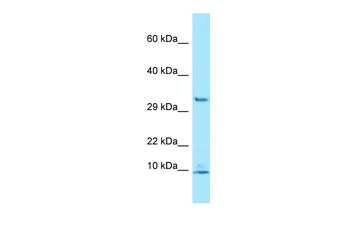 PDE6G Rabbit Polyclonal Antibody