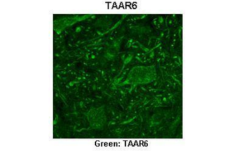 TAAR6 Rabbit Polyclonal Antibody