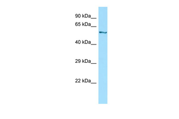 DYNC1LI1 Rabbit Polyclonal Antibody