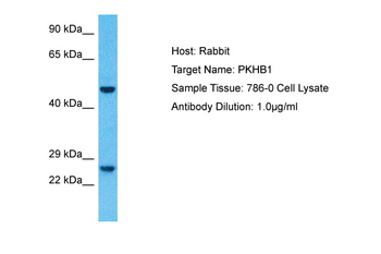 PLEKHB1 Rabbit Polyclonal Antibody