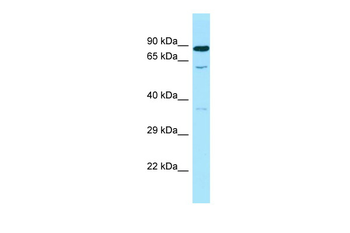 SMOX Rabbit Polyclonal Antibody