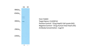 C12orf10 Rabbit Polyclonal Antibody
