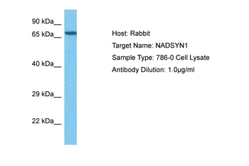 NADSYN1 Rabbit Polyclonal Antibody