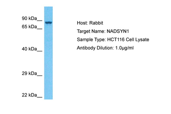 NADSYN1 Rabbit Polyclonal Antibody