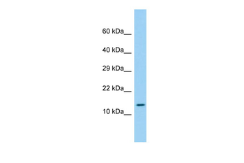 LEPROTL1 Rabbit Polyclonal Antibody