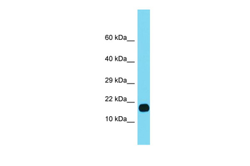 FUOM Rabbit Polyclonal Antibody