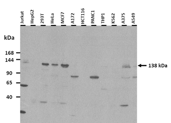 REV1 Rabbit Polyclonal Antibody
