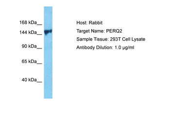 GIGYF2 Rabbit Polyclonal Antibody
