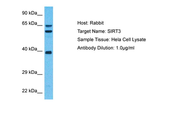 SIRT3 Rabbit Polyclonal Antibody