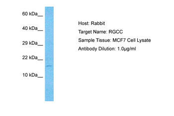 RGCC Rabbit Polyclonal Antibody