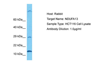 NDUFA13 Rabbit Polyclonal Antibody