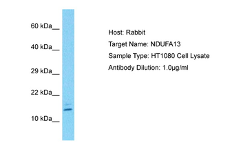 NDUFA13 Rabbit Polyclonal Antibody