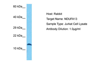 NDUFA13 Rabbit Polyclonal Antibody