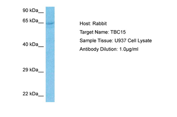 TBC1D15 Rabbit Polyclonal Antibody