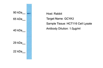 GUCY1A1 Rabbit Polyclonal Antibody