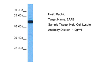PPP2R1B Rabbit Polyclonal Antibody