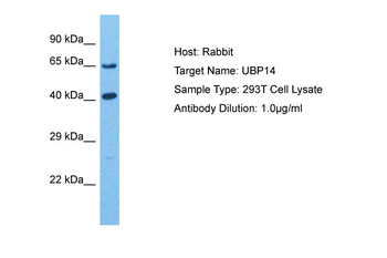 USP14 Rabbit Polyclonal Antibody