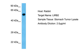 LILRB2 Rabbit Polyclonal Antibody