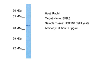 SIGLEC8 Rabbit Polyclonal Antibody
