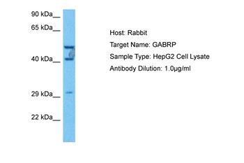 GABRP Rabbit Polyclonal Antibody