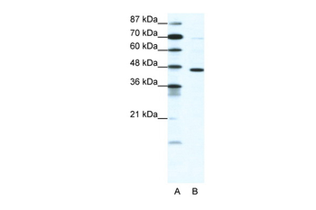 GABRP Rabbit Polyclonal Antibody