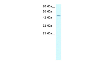 TFAP2D Rabbit Polyclonal Antibody