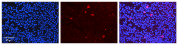 CRKL Rabbit Polyclonal Antibody