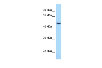Atf7 Rabbit Polyclonal Antibody