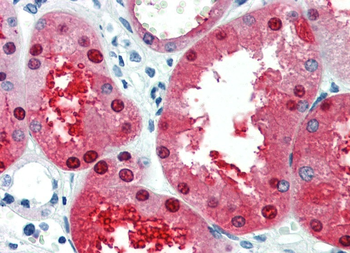 EN2 Rabbit Polyclonal Antibody