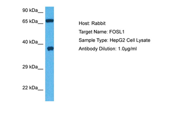 FOSL1 Rabbit Polyclonal Antibody