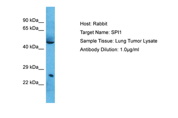 SPI1 Rabbit Polyclonal Antibody