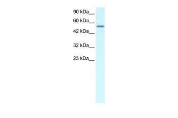 EBF3 Rabbit Polyclonal Antibody