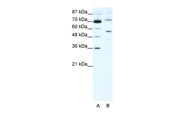 SIRT3 Rabbit Polyclonal Antibody