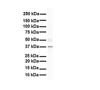 SIRT4 Rabbit Polyclonal Antibody