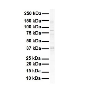 SIRT4 Rabbit Polyclonal Antibody