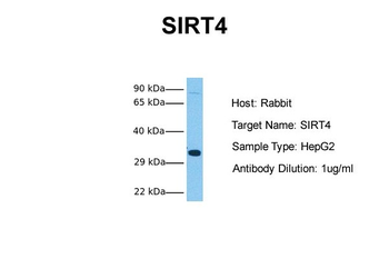 SIRT4 Rabbit Polyclonal Antibody