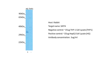 SIRT4 Rabbit Polyclonal Antibody