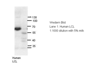 AIRE Rabbit Polyclonal Antibody