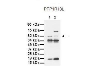 PPP1R13L Rabbit Polyclonal Antibody