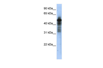 RORC Rabbit Polyclonal Antibody
