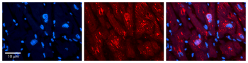 MLX Rabbit Polyclonal Antibody