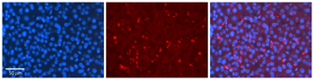MLX Rabbit Polyclonal Antibody
