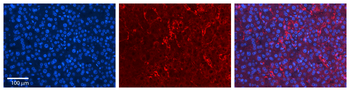 MLX Rabbit Polyclonal Antibody