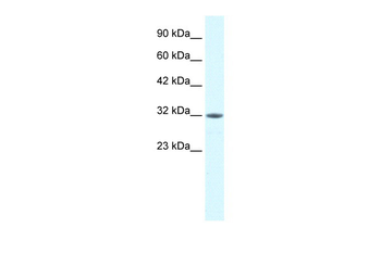 MORF4L2 Rabbit Polyclonal Antibody