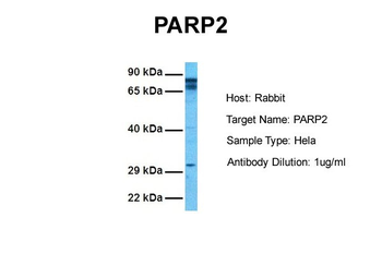 PARP2 Rabbit Polyclonal Antibody
