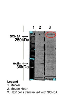 SCN5A Rabbit Polyclonal Antibody