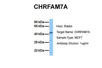 CHRFAM7A Rabbit Polyclonal Antibody