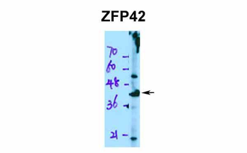 ZFP42 Rabbit Polyclonal Antibody